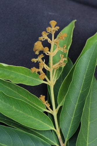 Lagerstroemia cochinchinensis