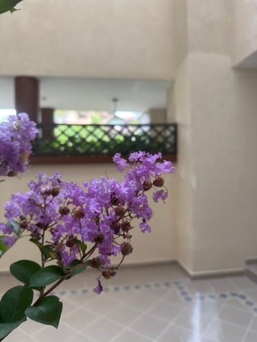 Lagerstroemia indica (Indian lilac) — photo