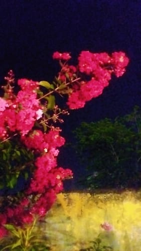 Lagerstroemia indica (Indian lilac) — photo
