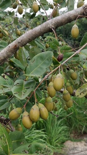 Lagerstroemia parviflora (Crepe myrtle) — photo