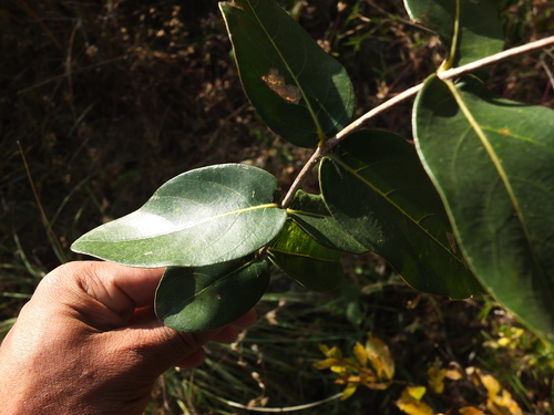 Lagerstroemia parviflora (Crepe myrtle) — photo