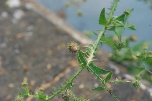 Laggera crispata — photo