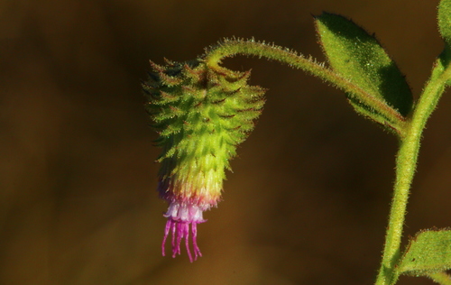 Laggera crispata