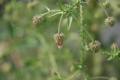 Laggera crispata — photo