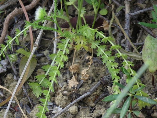 Lagoecia cuminoides (Wild cumin) — photo