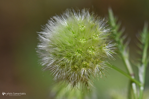 Lagoecia cuminoides (Wild cumin) — photo