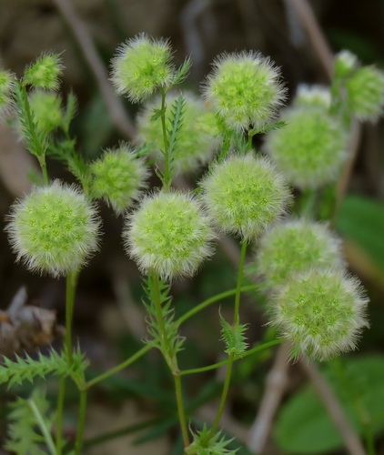 Lagoecia cuminoides
