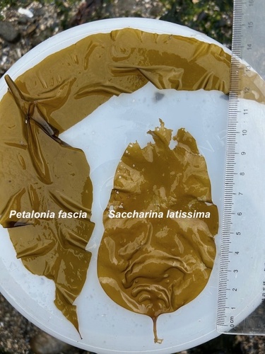 Laminaria saccharina (Sugar kelp) — photo