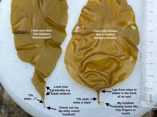 Laminaria saccharina (Sugar kelp) — photo