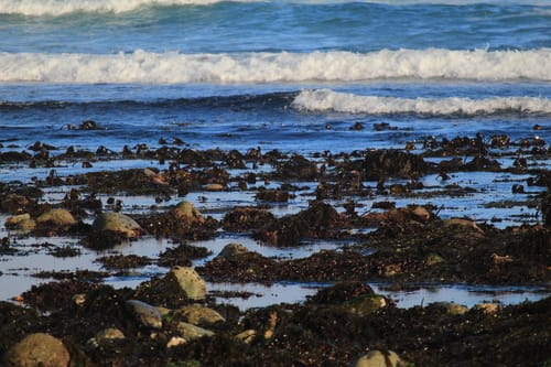 Laminaria setchellii (Pacific kombu) — photo
