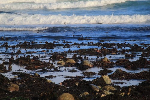 Laminaria setchellii (Pacific kombu) — photo