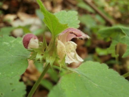 Lamium flexuosum — photo