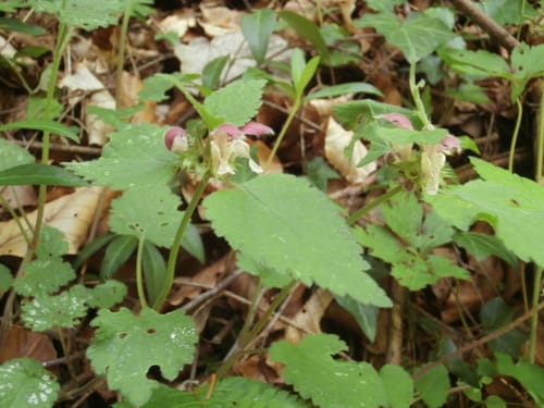 Lamium flexuosum — photo