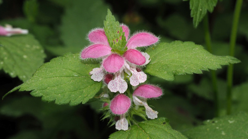 Lamium flexuosum