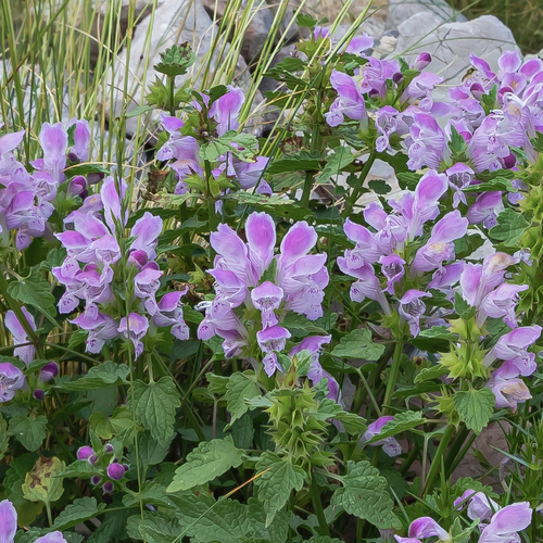 Lamium garganicum — photo