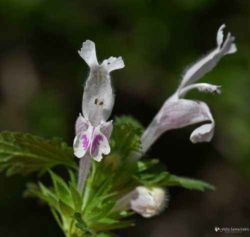 Lamium garganicum — photo
