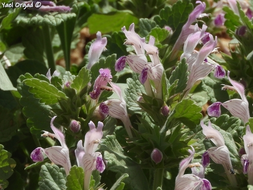 Lamium garganicum subsp. striatum — photo
