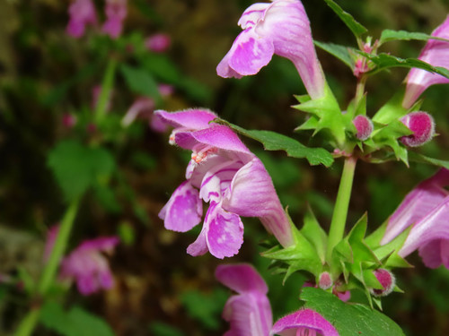 Lamium garganicum subsp. striatum — photo