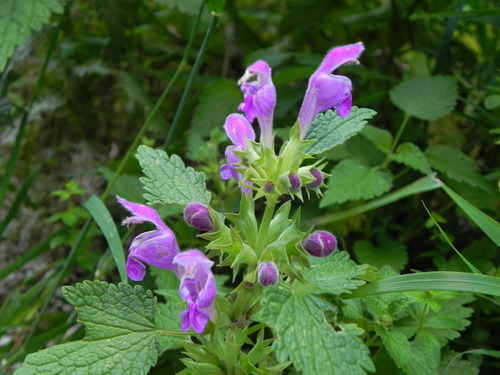 Lamium garganicum subsp. striatum
