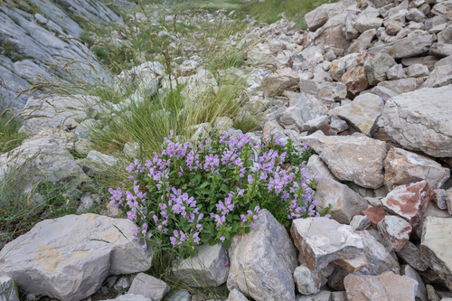 Lamium garganicum