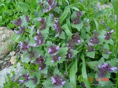 Lamium macrodon — photo