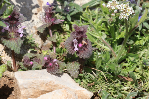 Lamium macrodon