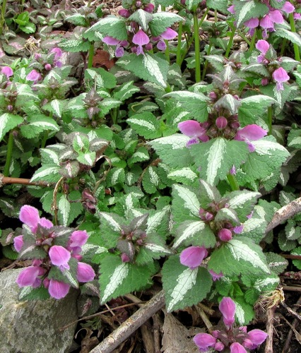 Lamium maculatum (Spotted dead nettle) — photo