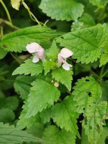 Lamium maculatum (Spotted dead nettle) — photo