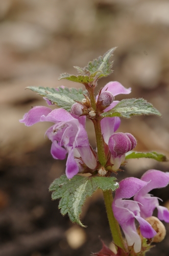 Lamium maculatum