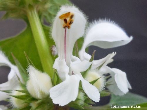 Lamium moschatum (Musk dead nettle) — photo