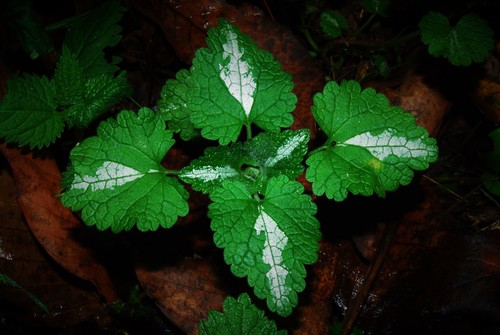 Lamium moschatum (Musk dead nettle) — photo