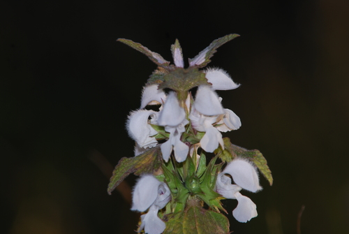 Lamium moschatum