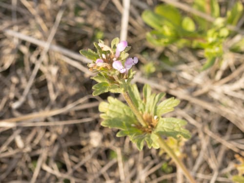 Lamium orientale — photo