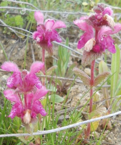 Lamium orientale