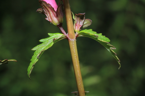 Lamourouxia virgata (Perritos) — photo