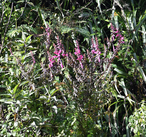 Lamourouxia virgata (Perritos) — photo