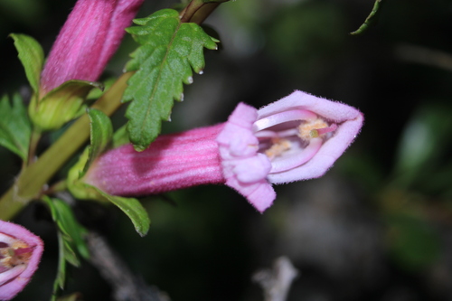 Lamourouxia virgata