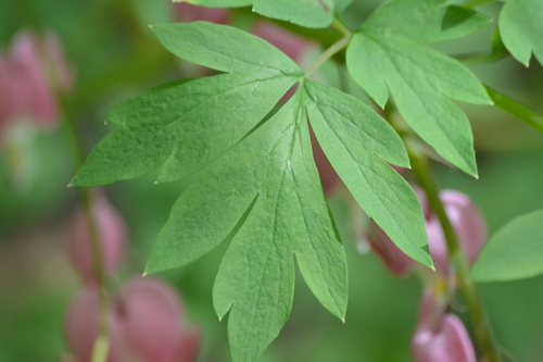 Lamprocapnos spectabilis (Bleeding heart) — photo