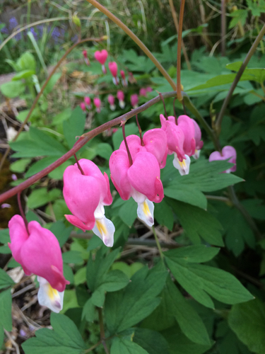 Lamprocapnos spectabilis (Bleeding heart) — photo
