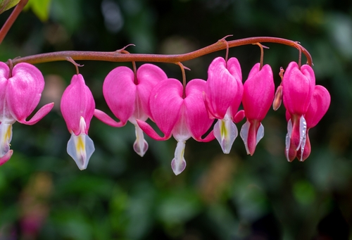 Lamprocapnos spectabilis