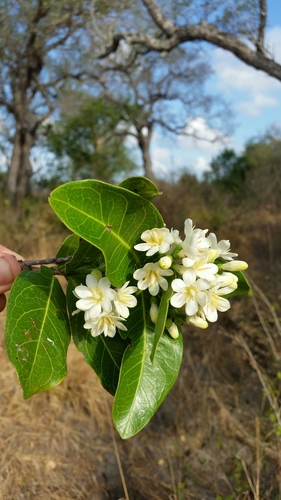Lamprothamnus zanguebaricus