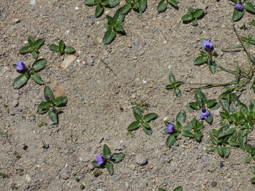 Lancea tibetica
