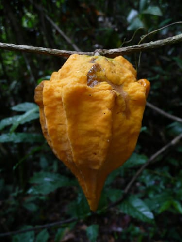 Landolphia membranacea — photo