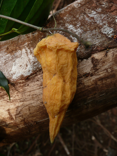 Landolphia membranacea