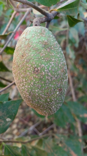 Landolphia obliquinervia