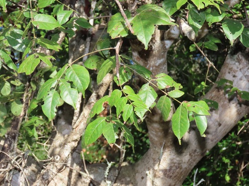 Lannea antiscorbutica