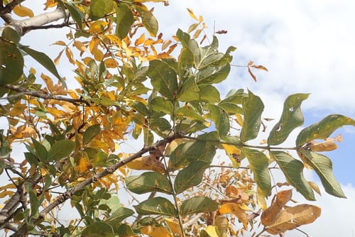 Lannea barteri (Butter-oil tree) — photo