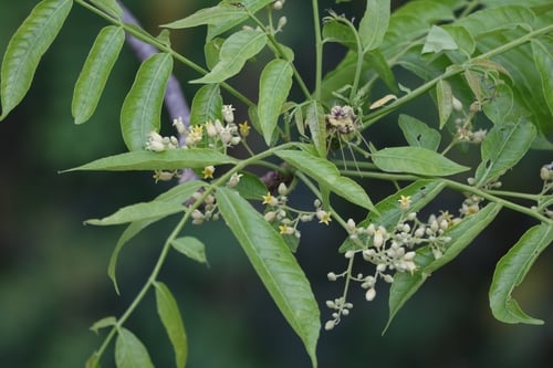 Lannea coromandelica