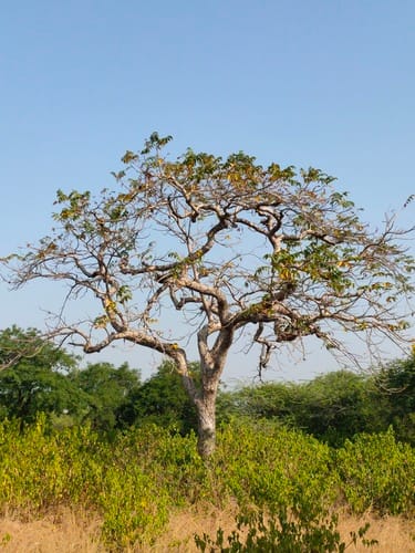 Lannea coromandelica (Indian ash tree) — photo