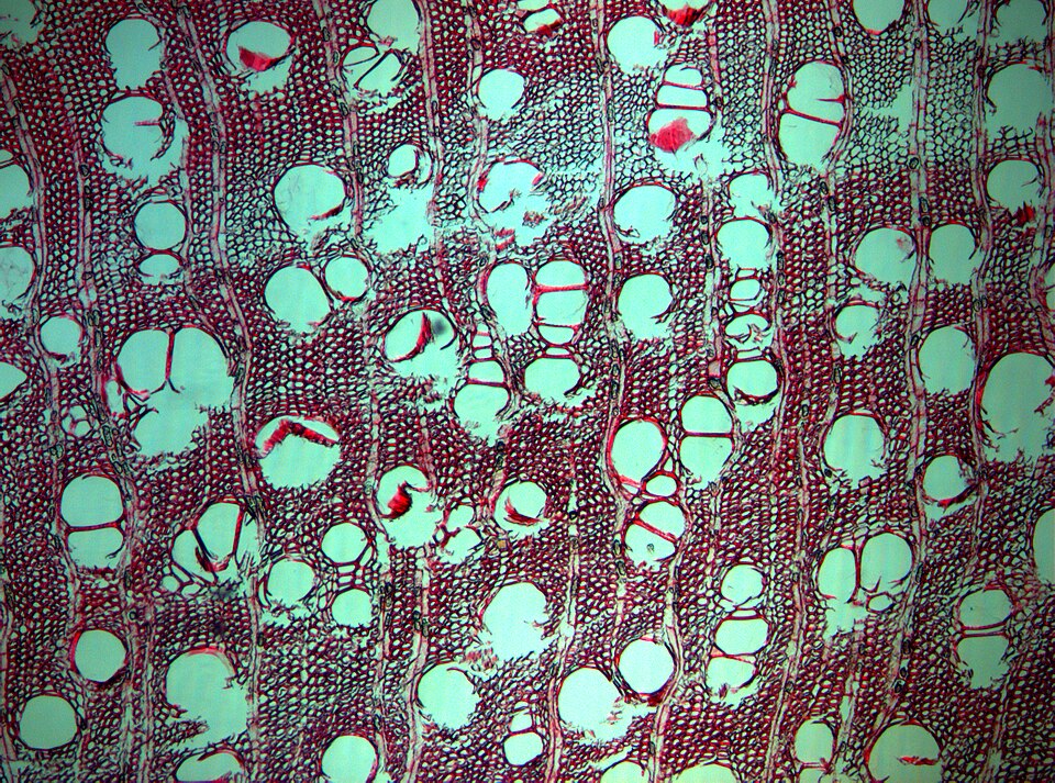 Lannea fruticosa